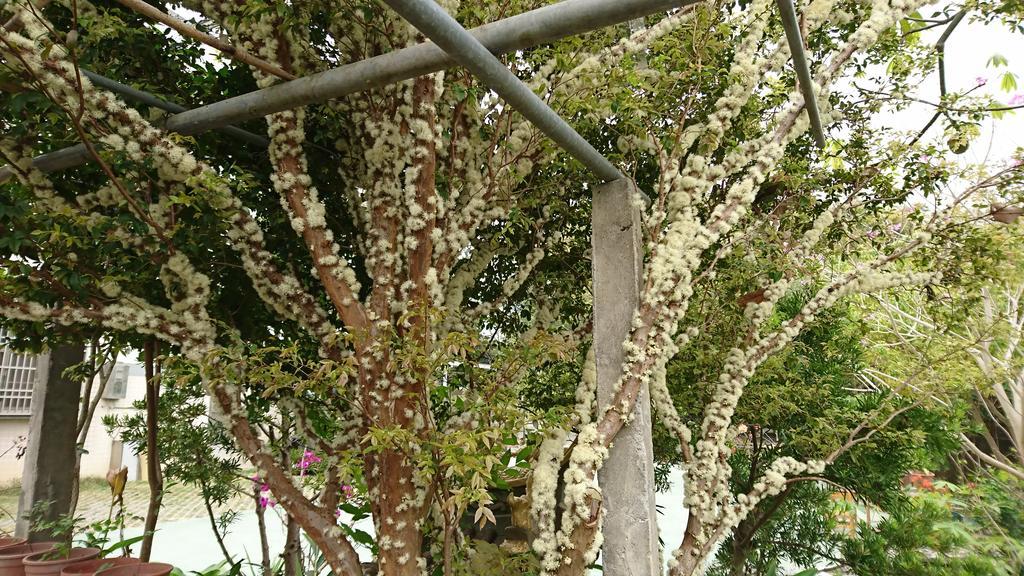 Garden Hostel Minxiong Экстерьер фото