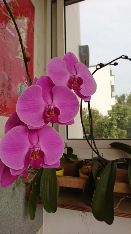 Garden Hostel Minxiong Экстерьер фото